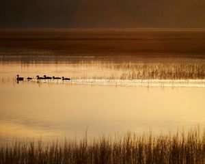 Preview wallpaper ducks, silhouettes, pond, evening