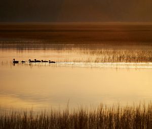 Preview wallpaper ducks, silhouettes, pond, evening