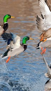 Preview wallpaper ducks, splash, flying, river, lake