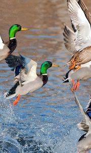 Preview wallpaper ducks, splash, flying, river, lake