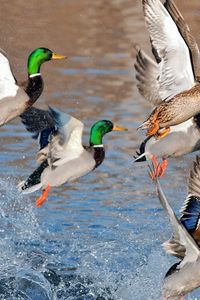 Preview wallpaper ducks, splash, flying, river, lake