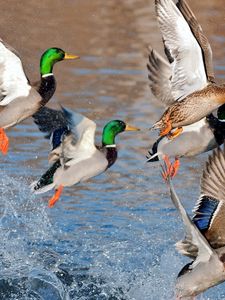 Preview wallpaper ducks, splash, flying, river, lake