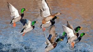 Preview wallpaper ducks, splash, flying, river, lake