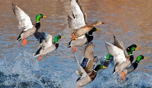 Preview wallpaper ducks, splash, flying, river, lake