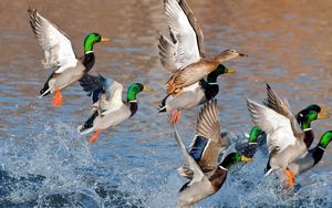 Preview wallpaper ducks, splash, flying, river, lake