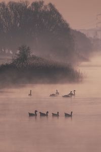 Preview wallpaper ducks, swans, pond, shore, fog, trees