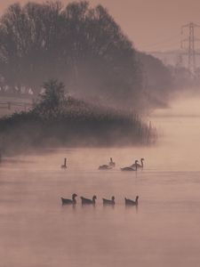 Preview wallpaper ducks, swans, pond, shore, fog, trees