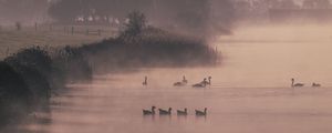 Preview wallpaper ducks, swans, pond, shore, fog, trees