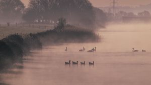 Preview wallpaper ducks, swans, pond, shore, fog, trees