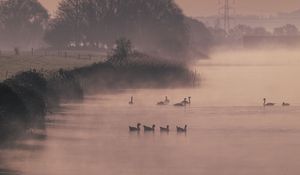 Preview wallpaper ducks, swans, pond, shore, fog, trees