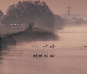 Preview wallpaper ducks, swans, pond, shore, fog, trees