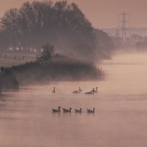 Preview wallpaper ducks, swans, pond, shore, fog, trees