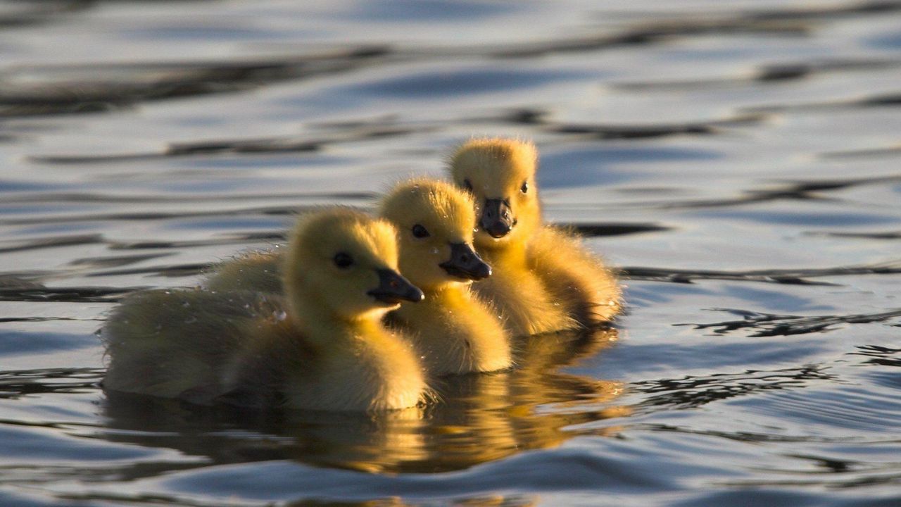 Wallpaper ducks, swim, water, young