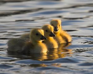 Preview wallpaper ducks, swim, water, young