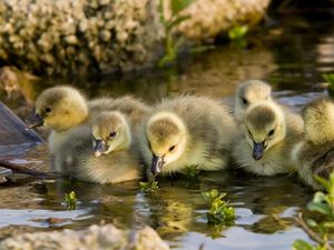 Preview wallpaper ducks, water, swim