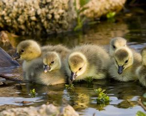 Preview wallpaper ducks, water, swim