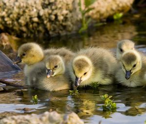 Preview wallpaper ducks, water, swim