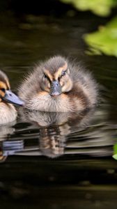 Preview wallpaper ducks, water, swim, grass