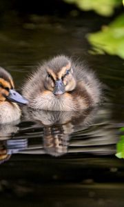 Preview wallpaper ducks, water, swim, grass