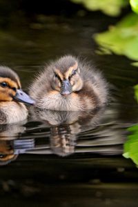 Preview wallpaper ducks, water, swim, grass