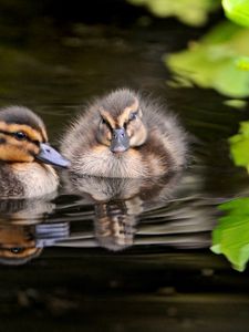 Preview wallpaper ducks, water, swim, grass