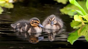 Preview wallpaper ducks, water, swim, grass