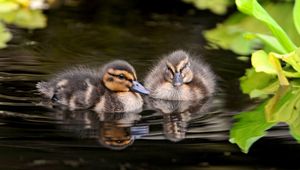 Preview wallpaper ducks, water, swim, grass