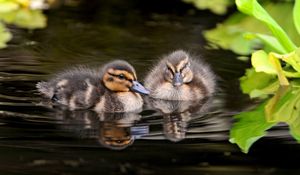 Preview wallpaper ducks, water, swim, grass