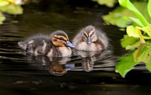 Preview wallpaper ducks, water, swim, grass