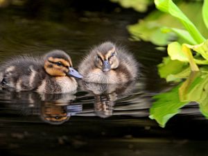 Preview wallpaper ducks, water, swim, grass