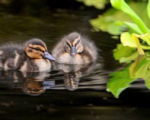 Preview wallpaper ducks, water, swim, grass