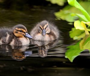 Preview wallpaper ducks, water, swim, grass