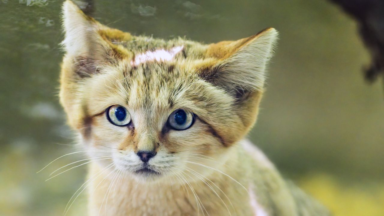 Wallpaper dune cat, cat ears, wildlife, animal