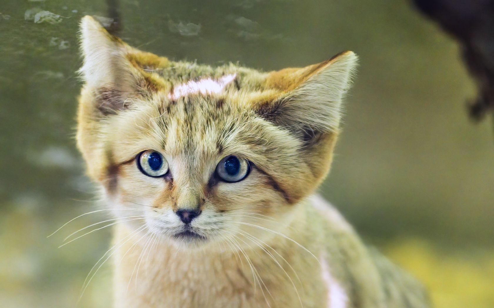 1680x1050 Wallpaper dune cat, cat ears, wildlife, animal