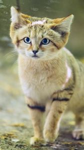 Preview wallpaper dune cat, cat ears, wildlife, animal