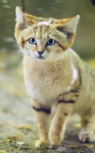 Preview wallpaper dune cat, cat ears, wildlife, animal