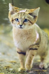 Preview wallpaper dune cat, cat ears, wildlife, animal