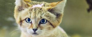 Preview wallpaper dune cat, cat ears, wildlife, animal