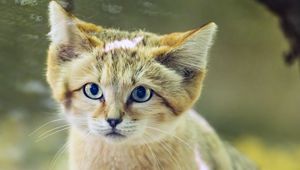 Preview wallpaper dune cat, cat ears, wildlife, animal