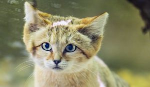 Preview wallpaper dune cat, cat ears, wildlife, animal