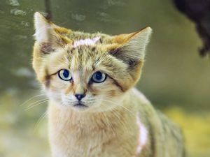 Preview wallpaper dune cat, cat ears, wildlife, animal