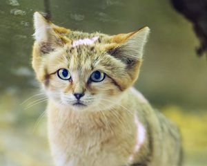 Preview wallpaper dune cat, cat ears, wildlife, animal