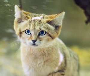 Preview wallpaper dune cat, cat ears, wildlife, animal