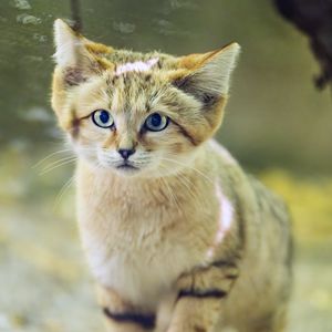 Preview wallpaper dune cat, cat ears, wildlife, animal