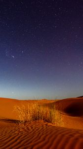 Preview wallpaper dunes, desert, sands, grass, night, starry sky