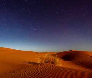 Preview wallpaper dunes, desert, sands, grass, night, starry sky