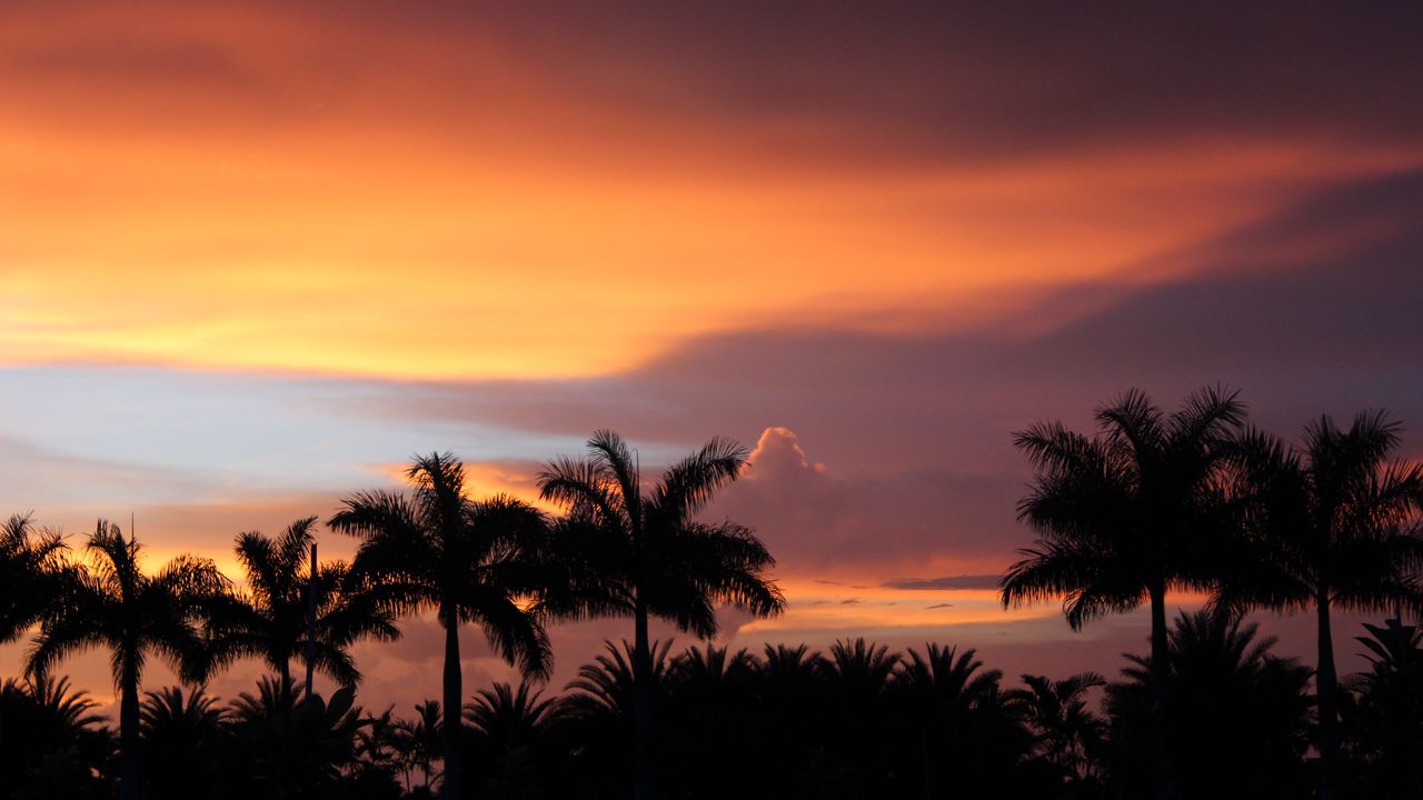 Wallpaper dusk, palm trees, dark, landscape