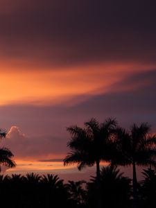 Preview wallpaper dusk, palm trees, dark, landscape