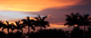 Preview wallpaper dusk, palm trees, dark, landscape