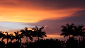 Preview wallpaper dusk, palm trees, dark, landscape